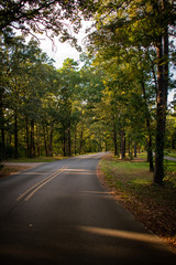 road in forest