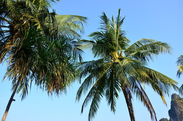 Fototapeta na wymiar Palm trees on background of blue sky