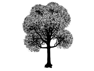 tree silhouette on a white background vector
