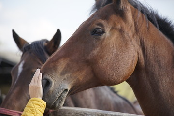 Budapest Hungary sightseeing and farm visiting