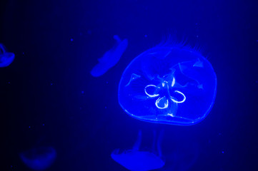 Fototapeta na wymiar Mysterious jellyfish floating in deep blue water