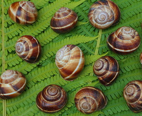 Shells of grape snails against the background of green leaves