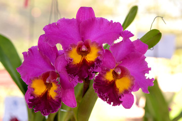 Pink orchids are blooming on trees in the garden.