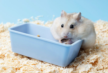 Fluffy dwarf hamster sitting next to the feeder on background of sawdust