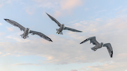 seagull in flight