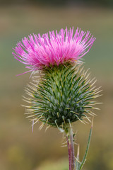 Flor con pinchos de cardo negro o común, color rosa púrpura. Cirsium vulgare.