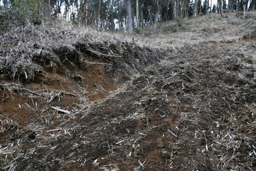 grass in forest