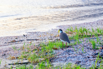 Masked Plover on Sand near Cairns in Tropical North Queensland, Australia