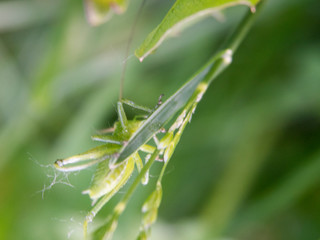 Grasshopper on blade of grass close up view