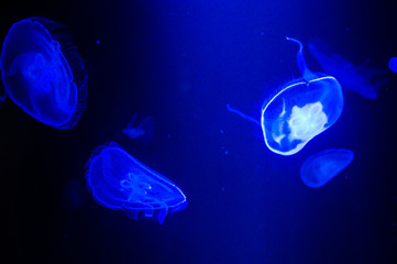 Naklejka na ściany i meble Mysterious jellyfish floating in deep blue water