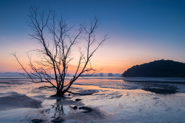 Fototapeta na wymiar Silhouette dead tree and sea at sunset, Phuket, Thailand.