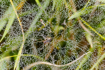 Macrofotografía de una araña y su tela con gotas de rocío entre la hierba.