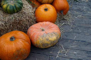 Many yellow and green autumn pumpkins of various shapes lie on the wooden floor