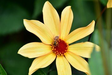 A closeup of a honey bee on a yellow Dahlia in the garden.  Victoria BC Canada