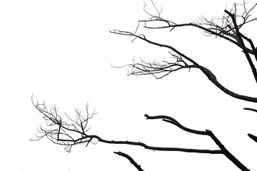 Dead branches , Silhouette dead tree or dry tree on white background with clipping path.