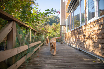 ペンション朝ねぼう