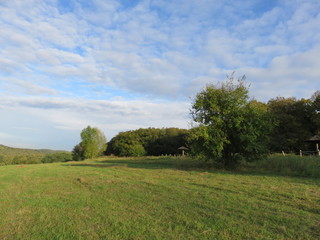 Green pasture and forest in the afternoon