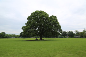 tree in the field