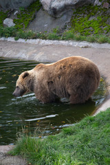 Obraz na płótnie Canvas bear in the zoo. animal day