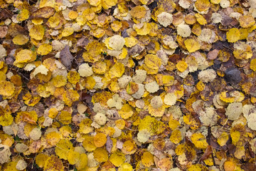wet aspen leaves on ground