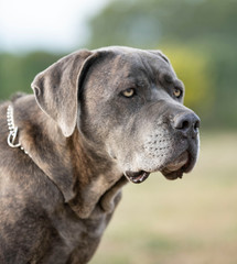 head of italian mastiff