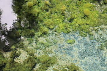 moss on water