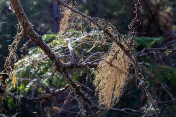 Usnea barbata on tree branch