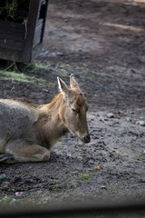 Pere David's deer (elaphus davidanus) in zoo