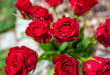 rote rosen mit wassertropfen in den blüten