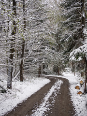 Forest track in winter in Island Beskids, Poland.