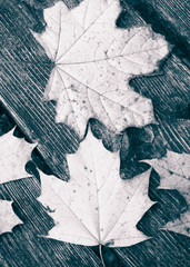 Autumn leaves on wood as nature background.