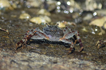 crab on rock