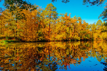 Fototapeta premium beautiful autumn landscape with falling leaves in the lake