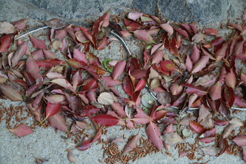 dried red peppers