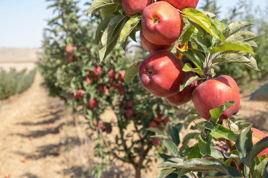 organic apple tree , fresh red apples on tree , organic agriculture