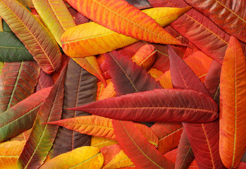 Autumn multicolour leaves background