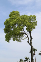 tree on background of blue sky