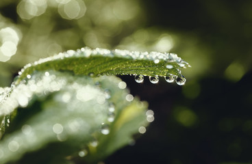 Bright dew drops