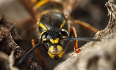 Portrait of paper wasp