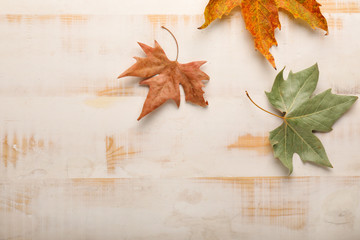Autumn leaves on white wooden background
