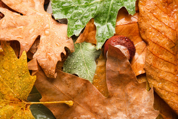 Chestnut on wet autumn leaves