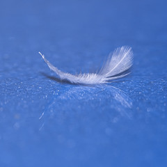 feather with reflection on blue
