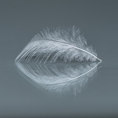 feather with reflection on grey