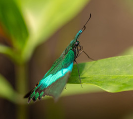 green butterfly on a leaf from side