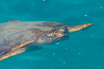 turtle swimming in the sea just under water