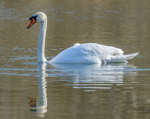swan on the lake