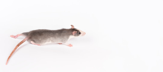 Young gray rat isolated on white. Rodent pets. Domesticated rat close up. Rat sniffs the air