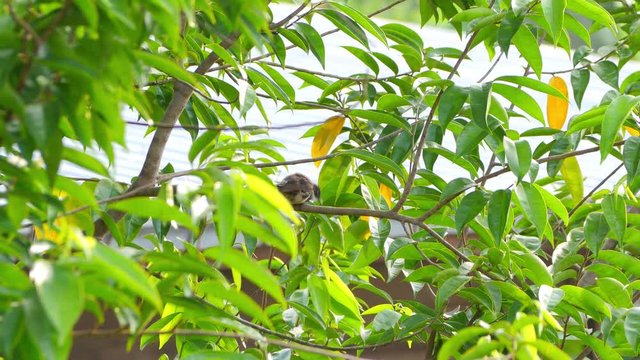 Pied fantail bird perching and preening feathers on tree branch in the morning