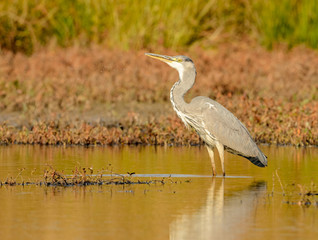great blue heron in the water