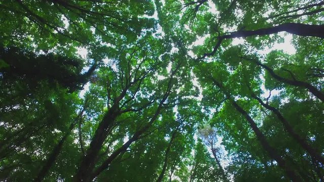 Wald im Sommer 01